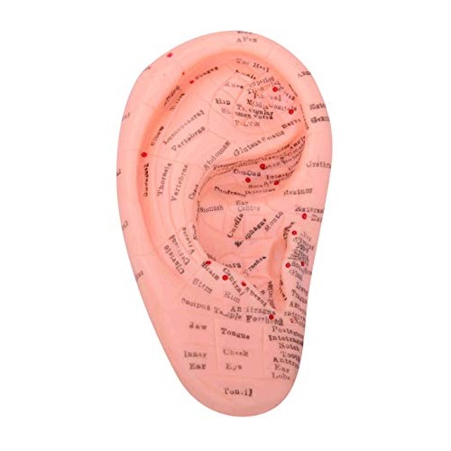 Ear Zone Model/Height 7" (XC-514A)