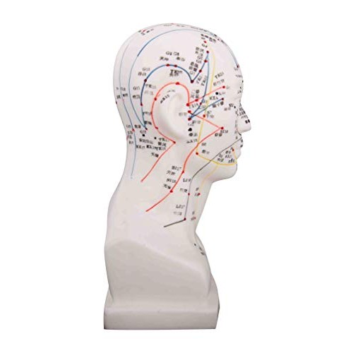 Head Model/Height 8"