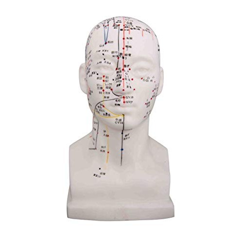 Head Model/Height 8"