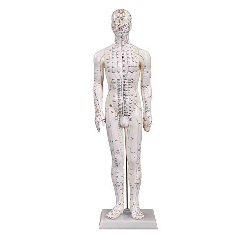 Male Model/Height 24"