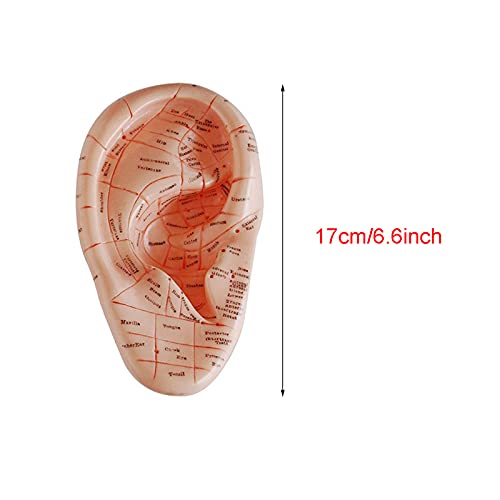 K99 Massage Ear Model - Human Ear Acupuncture Anatomical Model - Natural Size...