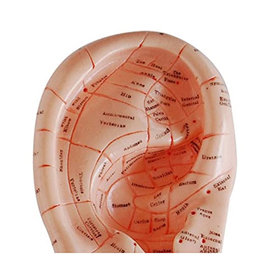 K99 Massage Ear Model - Human Ear Acupuncture Anatomical Model - Natural Size...