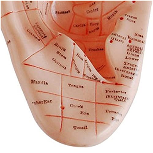 K99 Massage Ear Model - Human Ear Acupuncture Anatomical Model - Natural Size...