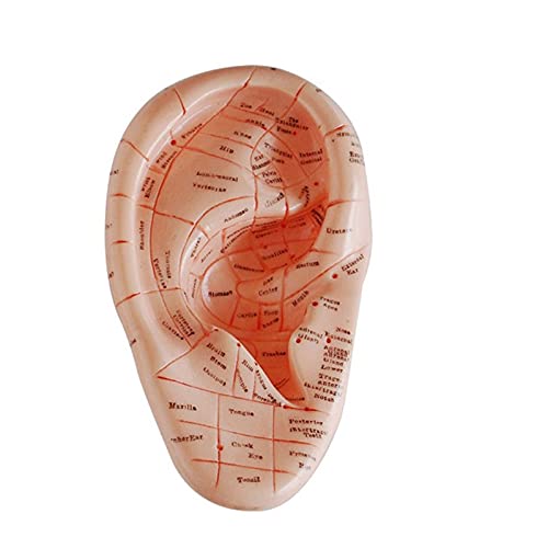 K99 Massage Ear Model - Human Ear Acupuncture Anatomical Model - Natural Size...
