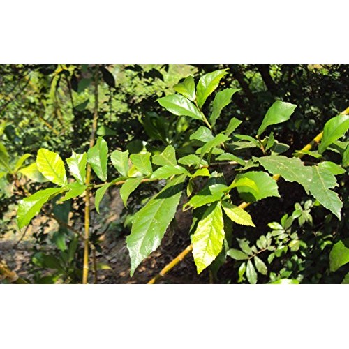 Kolbadent Herbal Toothpaste for bad breath and healthy gum 160g (160 g)