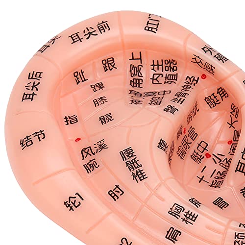 LIKJ Ear Acupuncture Model, Easy to Observe PVC Accurate Clear No Odor Ear Zo...