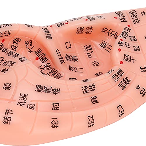 LIKJ Ear Acupuncture Model, Easy to Observe PVC Accurate Clear No Odor Ear Zo...