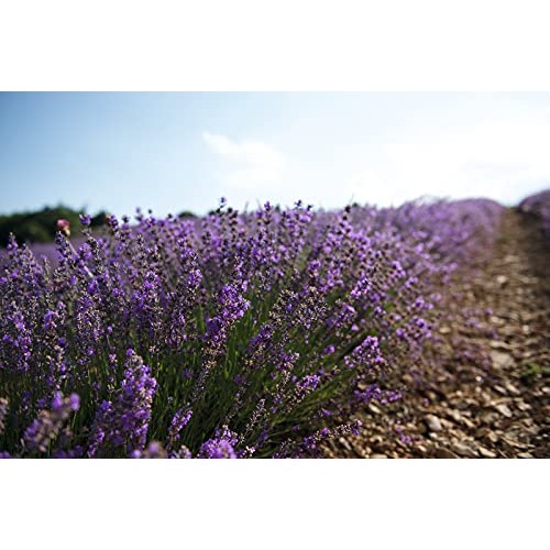 L'Occitane Cleansing Lavender Liquid Hand Soap, 10.1 Fl Oz