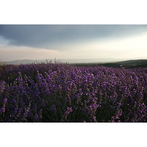 L'Occitane Cleansing Lavender Liquid Hand Soap, 10.1 Fl Oz