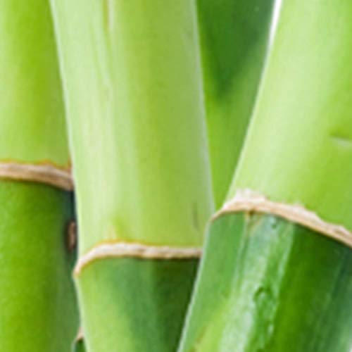 Men's Cologne Fragrance Spray by Lucky You, Day or Night Casual Scent with Ba...