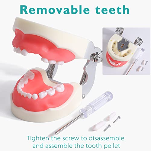 LVCHEN Child Typodont Teeth Model - Pediatric Standard Deciduous Tooth Model ...