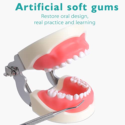 LVCHEN Child Typodont Teeth Model - Pediatric Standard Deciduous Tooth Model ...