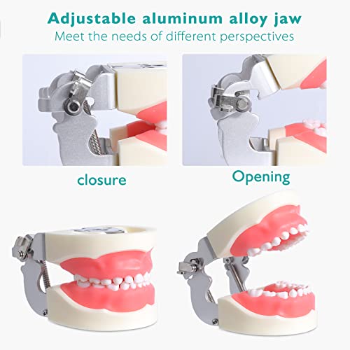 LVCHEN Child Typodont Teeth Model - Pediatric Standard Deciduous Tooth Model ...