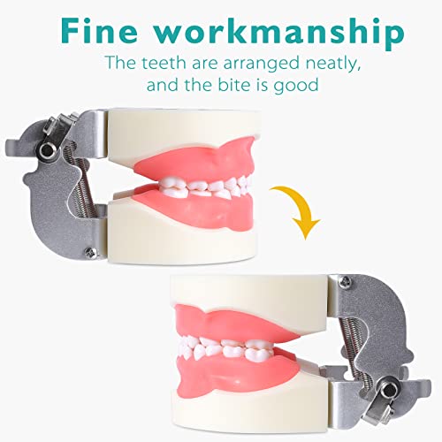 LVCHEN Child Typodont Teeth Model - Pediatric Standard Deciduous Tooth Model ...