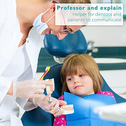 LVCHEN Child Typodont Teeth Model - Pediatric Standard Deciduous Tooth Model ...