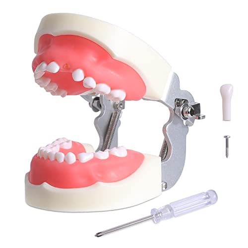 LVCHEN Child Typodont Teeth Model - Pediatric Standard Deciduous Tooth Model ...