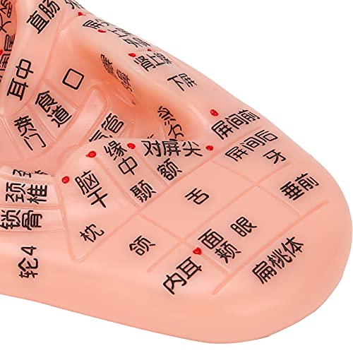 LZKW Ear Zone Model, No Odor Easy to Observe Ear Acupuncture Model Multipurpo...