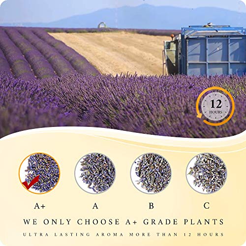MAGANIO Classic Essential Oils Gift Set Top 8 [Selected A+ Plants] 100% Pure ...