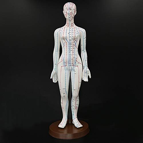 Acupuncture Model 48cm Female with Base Human Acupuncture meridians Model Acu...