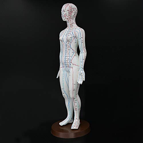 Acupuncture Model 48cm Female with Base Human Acupuncture meridians Model Acu...