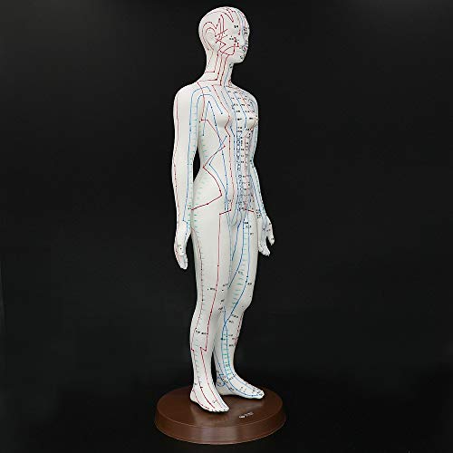 Acupuncture Model 48cm Female with Base Human Acupuncture meridians Model Acu...