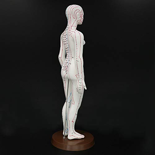 Acupuncture Model 48cm Female with Base Human Acupuncture meridians Model Acu...
