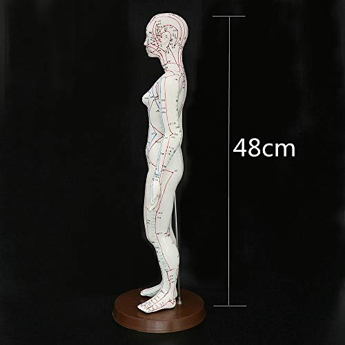 Acupuncture Model 48cm Female with Base Human Acupuncture meridians Model Acu...