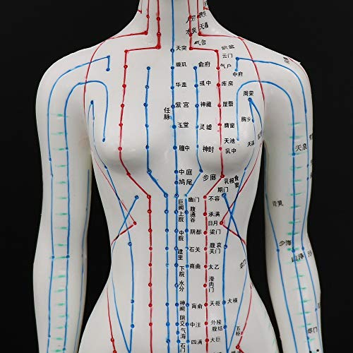 Acupuncture Model 48cm Female with Base Human Acupuncture meridians Model Acu...