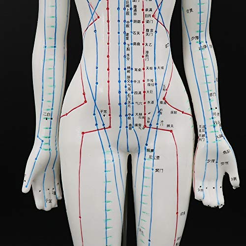 Acupuncture Model 48cm Female with Base Human Acupuncture meridians Model Acu...