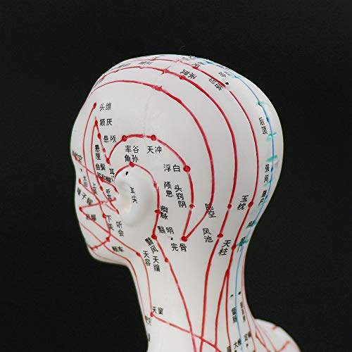 Acupuncture Model 48cm Female with Base Human Acupuncture meridians Model Acu...