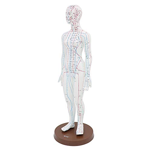 Acupuncture Model 48cm Female with Base Human Acupuncture meridians Model Acu...