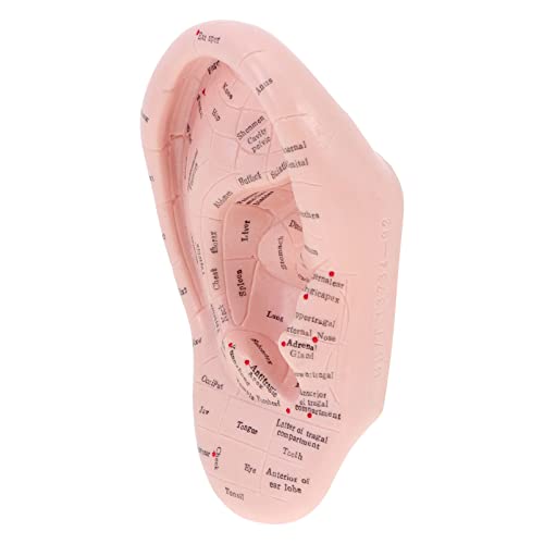 MILISTEN Ear Model Soft Ear Acupuncture Model Silicone Professional Reflexolo...