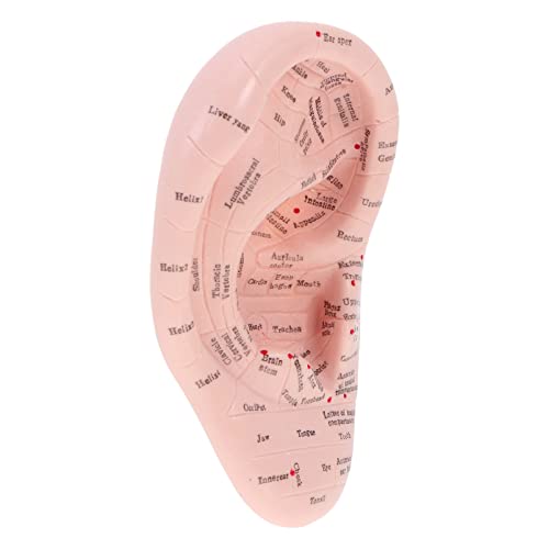 MILISTEN Ear Model Soft Ear Acupuncture Model Silicone Professional Reflexolo...