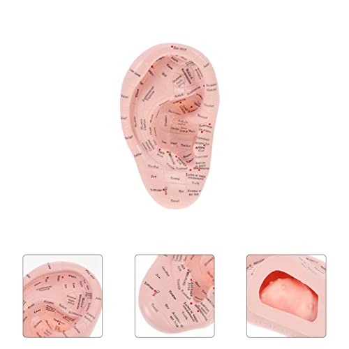 MILISTEN Ear Model Soft Ear Acupuncture Model Silicone Professional Reflexolo...
