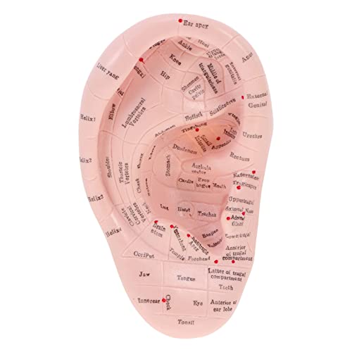 MILISTEN Ear Model Soft Ear Acupuncture Model Silicone Professional Reflexolo...