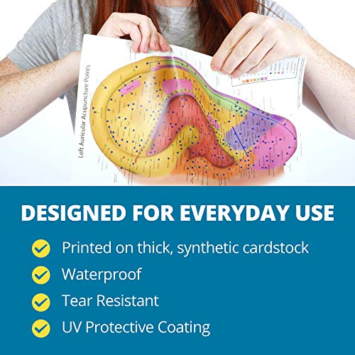 Ultimate Auriculotherapy Reference Card, Showing All Ear Points, Areas, Seque...