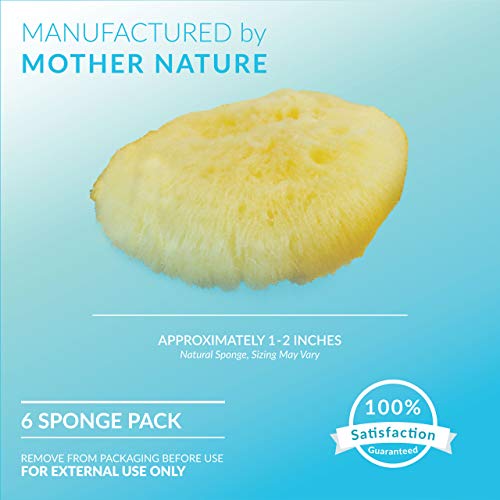 Neptune Natural Sea Soft Silk Sponge - for Cosmetic Use, Facial Cleansing 6pk...