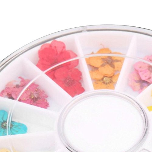 ROOMZOOM 1pcs x 12 Color Wheel Dried Dry Flower Nail Art Decorations set Acry...