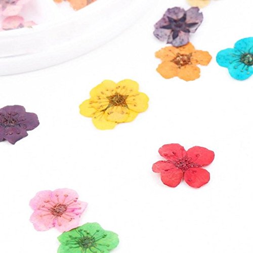 ROOMZOOM 1pcs x 12 Color Wheel Dried Dry Flower Nail Art Decorations set Acry...