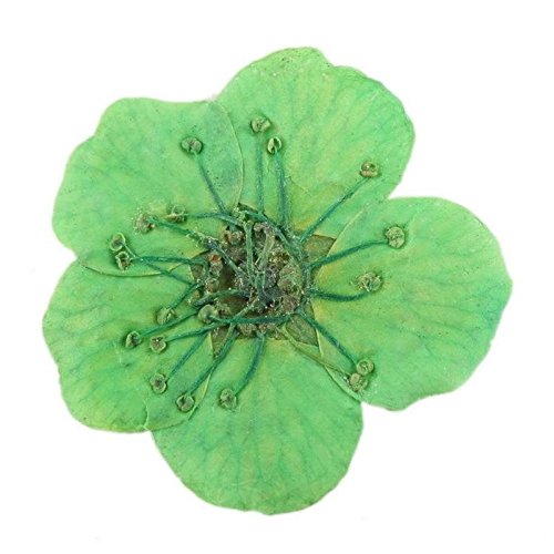 ROOMZOOM 1pcs x 12 Color Wheel Dried Dry Flower Nail Art Decorations set Acry...