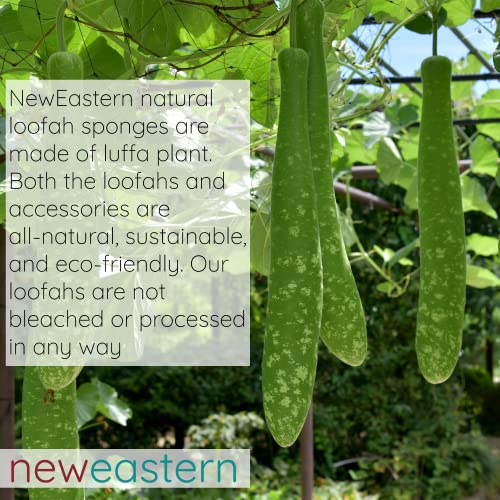 NewEastern Natural Loofah, 100% Organic Turkish Exfoliating Shower Loofah Spo...