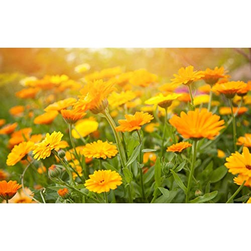 All Purpose Salve, Hand Salve, Cuticle Balm, Cleansing Balm, Calendula Cream,...