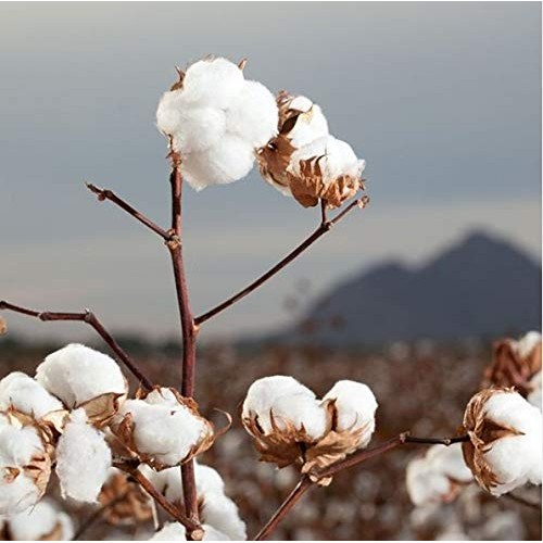 Organyc 100% Organic Cotton Rounds - Biodegradable Cotton, Chemical Free, For...