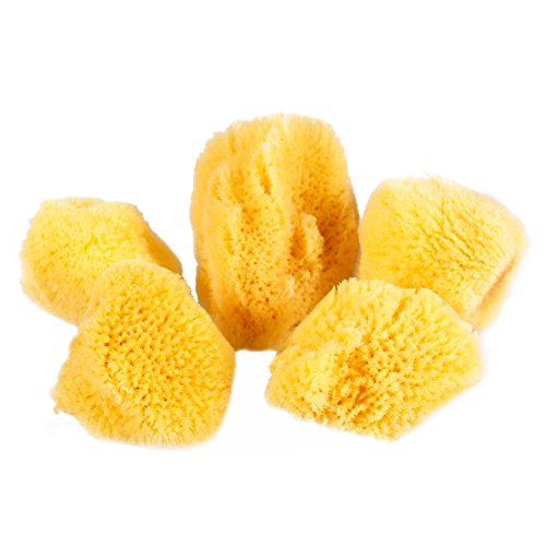 Natural Yellow Sea Silk Sponges 1,5 Inches Pack of 5 in an Organza Bag. Great...