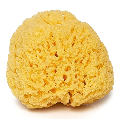Sea Sponge for Bathing 5 inch-Softly Rough but Not Skin Irritating – Yellow, ...