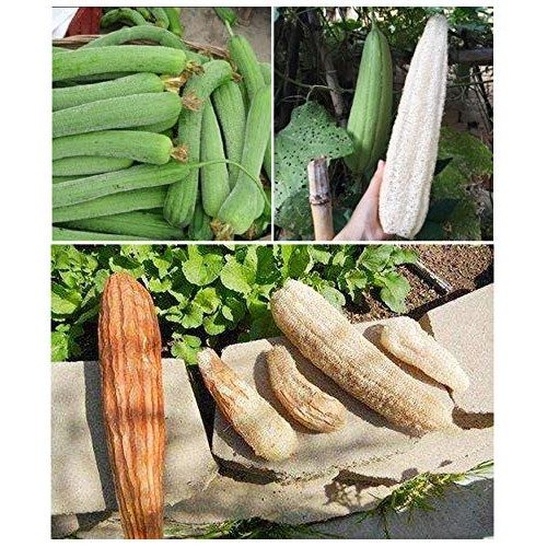 4" Natural Loofah Exfoliating Body Sponge Scrubber for Skin Care in Bath Spa ...