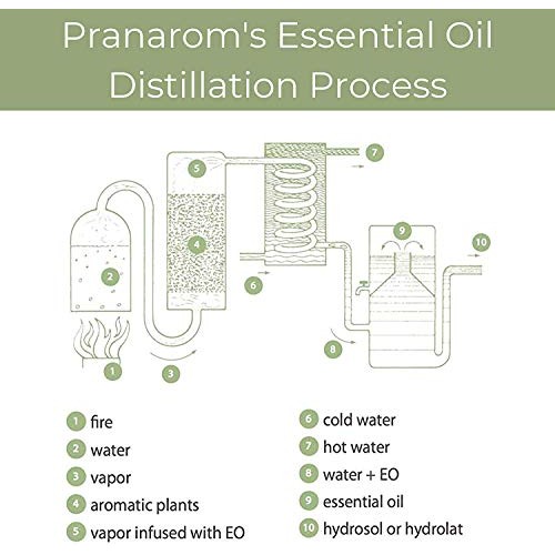 Pranarom - Frankincense Essential Oil (5ml) - 100% Pure Natural Therapeutic G...