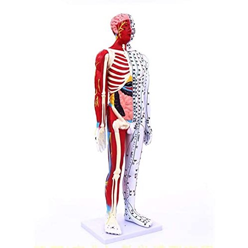 Anatomy Model, 85Cm Acupuncture Model - Human Muscle Skeleton Anatomical Mode...