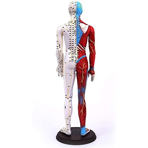 Anatomy Model, 85Cm Acupuncture Model - Human Muscle Skeleton Anatomical Mode...