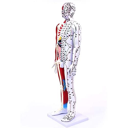 Anatomy Model, 85Cm Acupuncture Model - Human Muscle Skeleton Anatomical Mode...